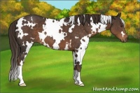 Horse Color:White Spotted Liver Chestnut 