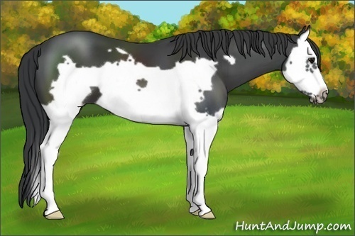 Horse Color:Black Splash Frame