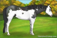 Horse Color:Black Splash Frame 