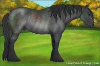 Horse Color:Black Rabicano