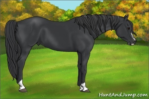 Horse Color:Black Sabino