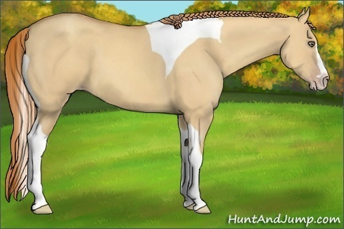 Horse Color:Gold Champagne Dun Splash Tobiano Frame 