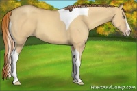 Horse Color:Gold Champagne Dun Splash Tobiano Frame 