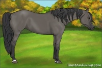 Horse Color:Grullo Sabino 