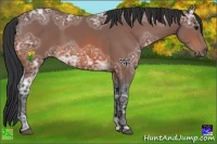 Horse Color:Bay Ice 