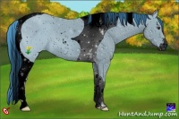 Horse Color:ERROR: UNKNOWN ANOMALY