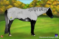 Horse Color:ERROR: UNKNOWN ANOMALY