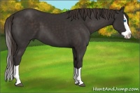 Horse Color:Liver Chestnut Splash 