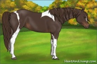 Horse Color:Liver Chestnut Tobiano 