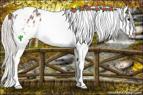 Horse Color:White Spotted Silver Grullo Appaloosa