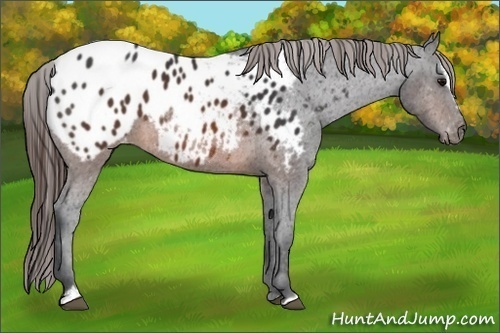 Horse Color:Brown Sabino Appaloosa 