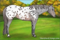 Horse Color:Brown Sabino Appaloosa 