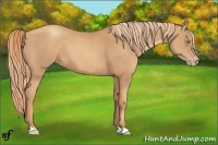 Horse Color:Gold Champagne