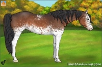 Horse Color:White Spotted Brown 