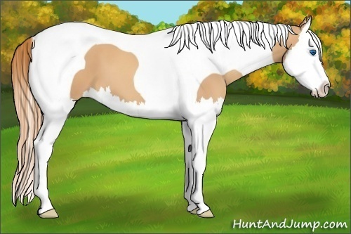 Horse Color:Gold Champagne Splash Tobiano