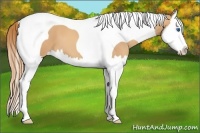 Horse Color:Gold Champagne Splash Tobiano