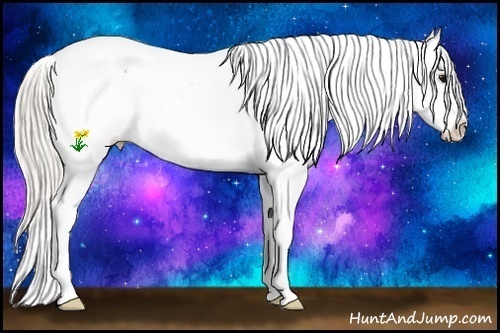 Horse Color:Silver Black Splash Appaloosa 
