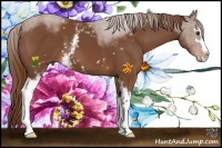 Horse Color:White Spotted Chestnut Sabino