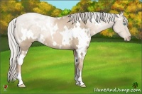 Horse Color:White Spotted Chocolate Palomino Pearl