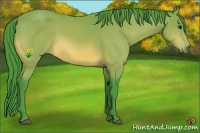 Horse Color:Watercolor Buckskin 