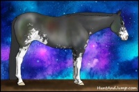 Horse Color:Black Sabino 