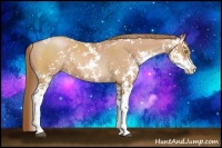 Horse Color:Bay Pearl Sabino