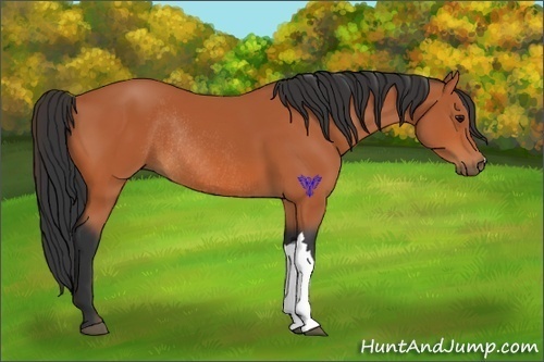 Horse Color:Bay Rabicano