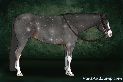 Horse Color:Liver Chestnut Sabino 
