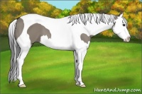 Horse Color:Smoky Grullo Splash Tobiano