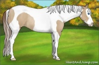 Horse Color:Grullo Pearl Splash Tobiano Rabicano