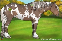 Horse Color:White Spotted Silver Black