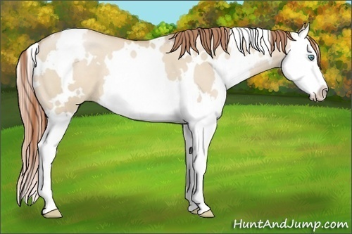 Horse Color:White Spotted Smoky Grullo Pearl Splash 