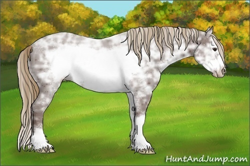 Horse Color:Liver Chestnut Ice Sabino Frame 