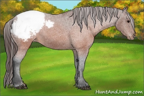 Horse Color:Brown Appaloosa 