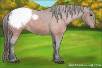 Horse Color:Brown Appaloosa