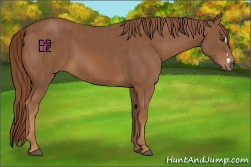 Horse Color:Chestnut Splash Frame  Brindle