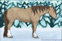 Horse Color:Classic Cream Champagne