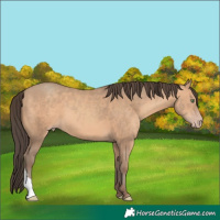 Horse Color:Sable Champagne 