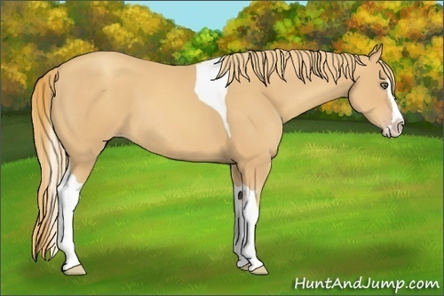 Horse Color:Gold Champagne Splash Tobiano