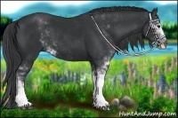 Horse Color:Black Sabino