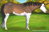 Horse Color:Buckskin Roan Splash