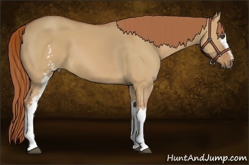 Horse Color:White Spotted Red Dun 