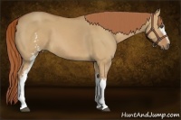 Horse Color:White Spotted Red Dun 