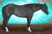 Horse Color:Smoky Black Rabicano 