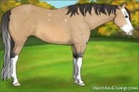 Horse Color:Buckskin Splash 