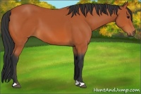 Horse Color:Bay 