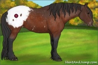 Horse Color:Brown Appaloosa 