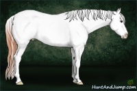 Horse Color:Classic Champagne Appaloosa 