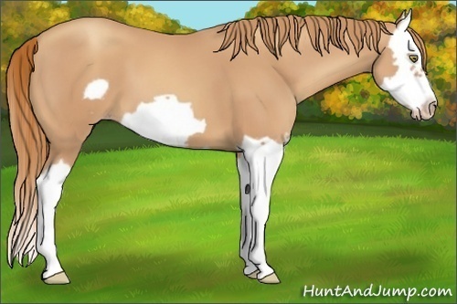 Horse Color:Gold Champagne Splash Frame 