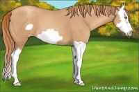 Horse Color:Gold Champagne Splash Frame